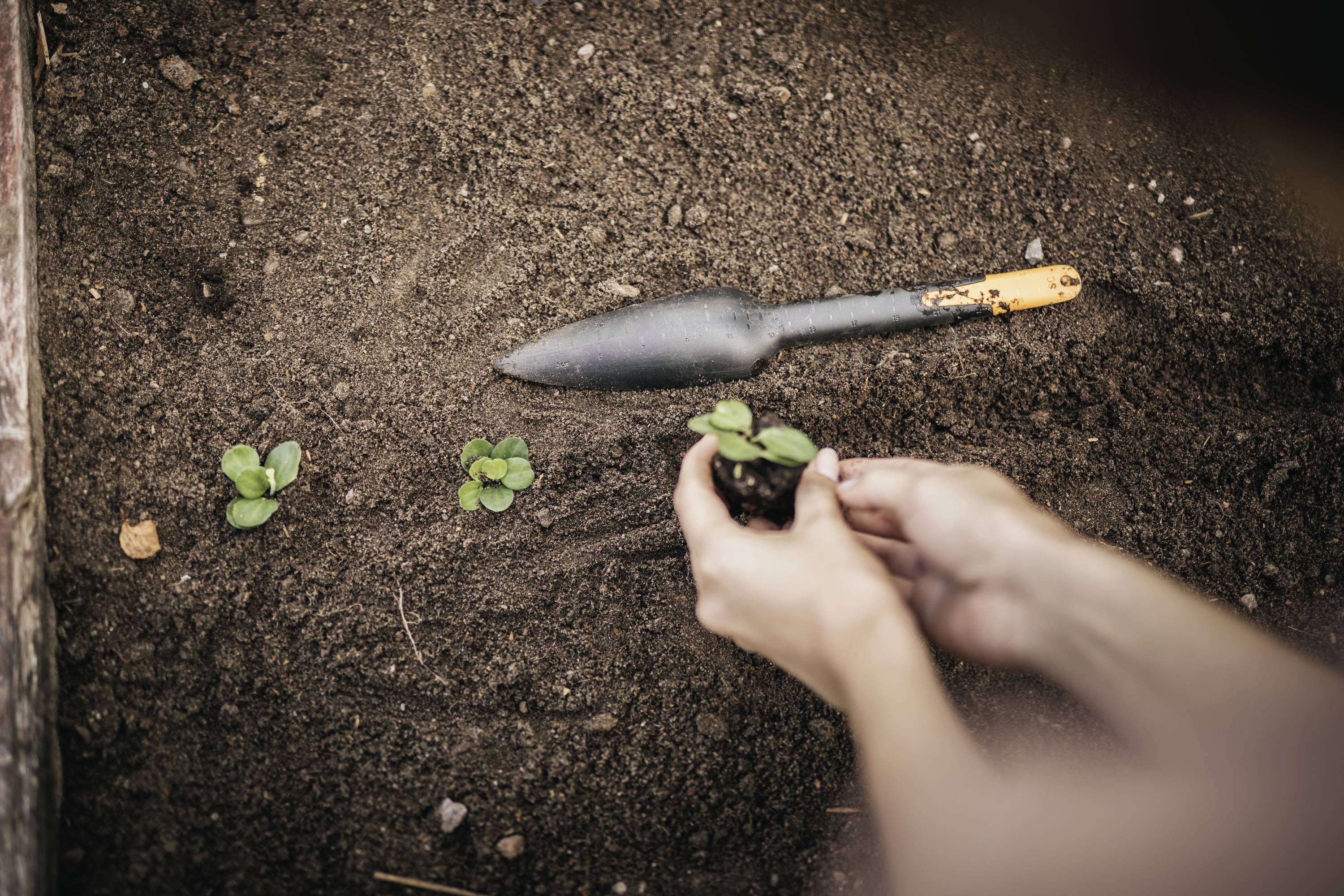 Hands planting seedlings in soil next to a spade. Focus on gardening work.