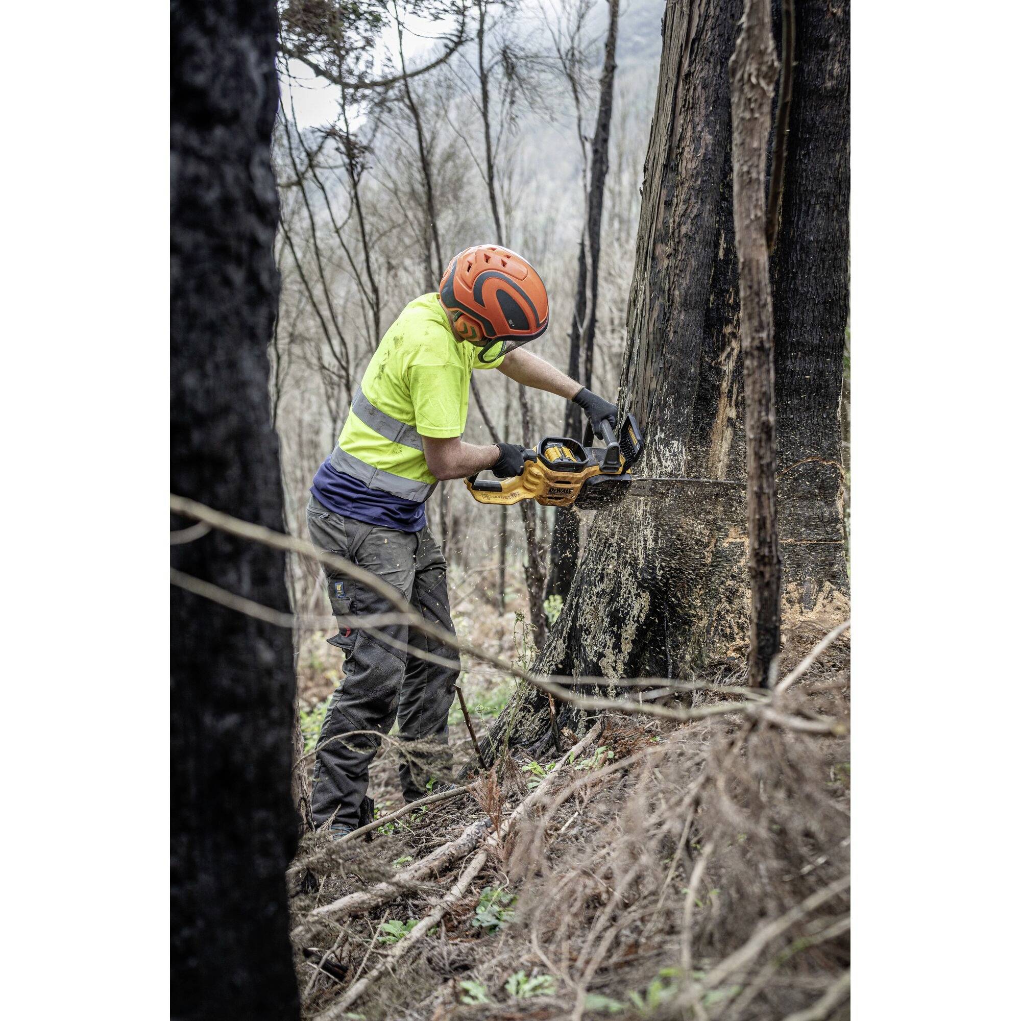 A person in protective clothing and a helmet is using a chainsaw to fell a large tree in the forest.