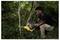 'Person using a saw to cut a branch in a forest, wearing safety glasses and gloves, surrounded by green foliage.'
