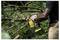 'A person using a yellow chainsaw to cut a tree branch in an outdoor setting, surrounded by green foliage.'