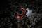 A red and black graphics card lies on a dark, muddy surface, partially surrounded by water.
