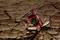 A red camera sits at an angle in a dry, cracked earth surface. It appears robust and resilient.