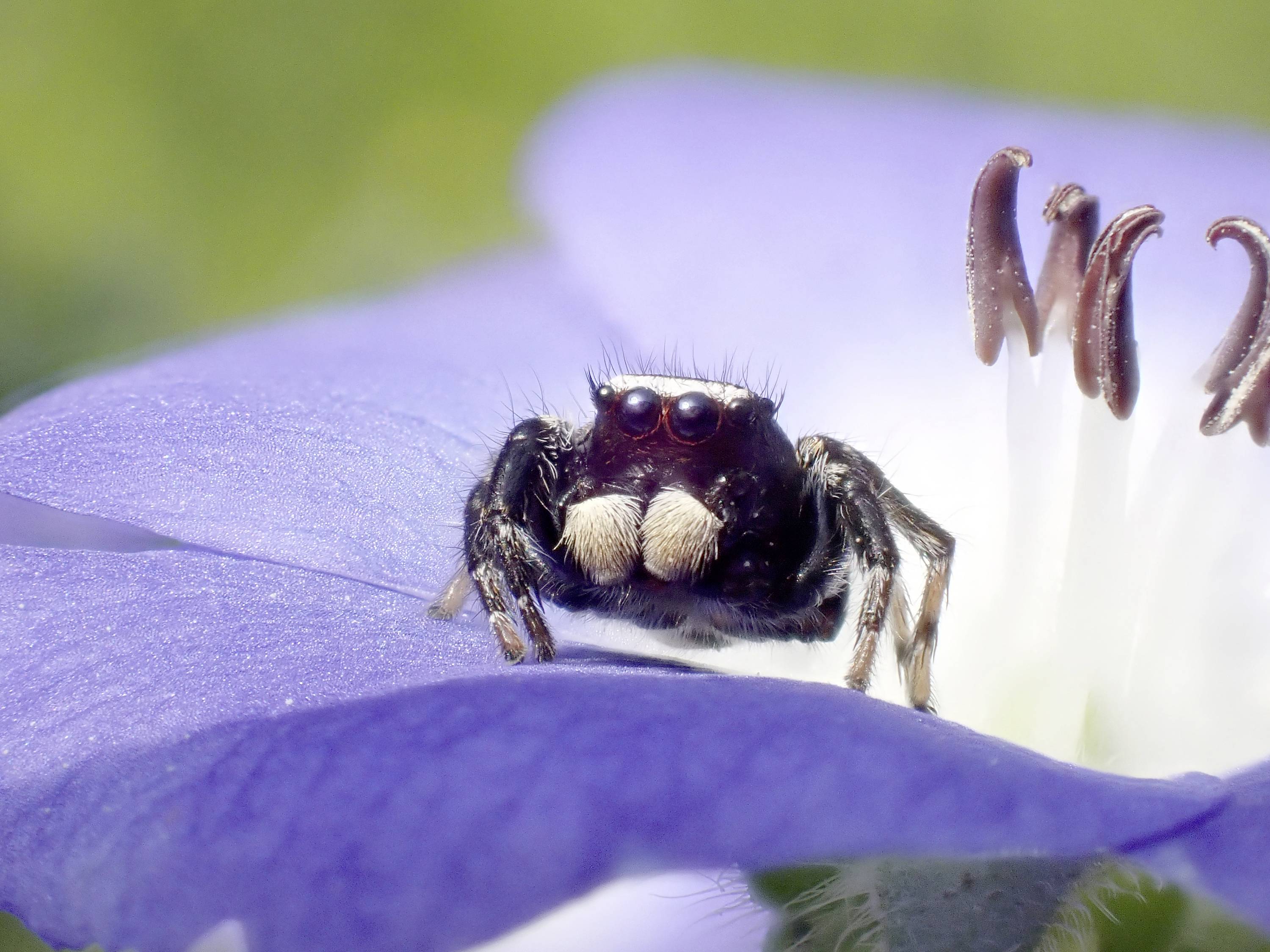 A small spider sits on a blue flower. The spider looks towards the camera, surrounded by delicate petals.