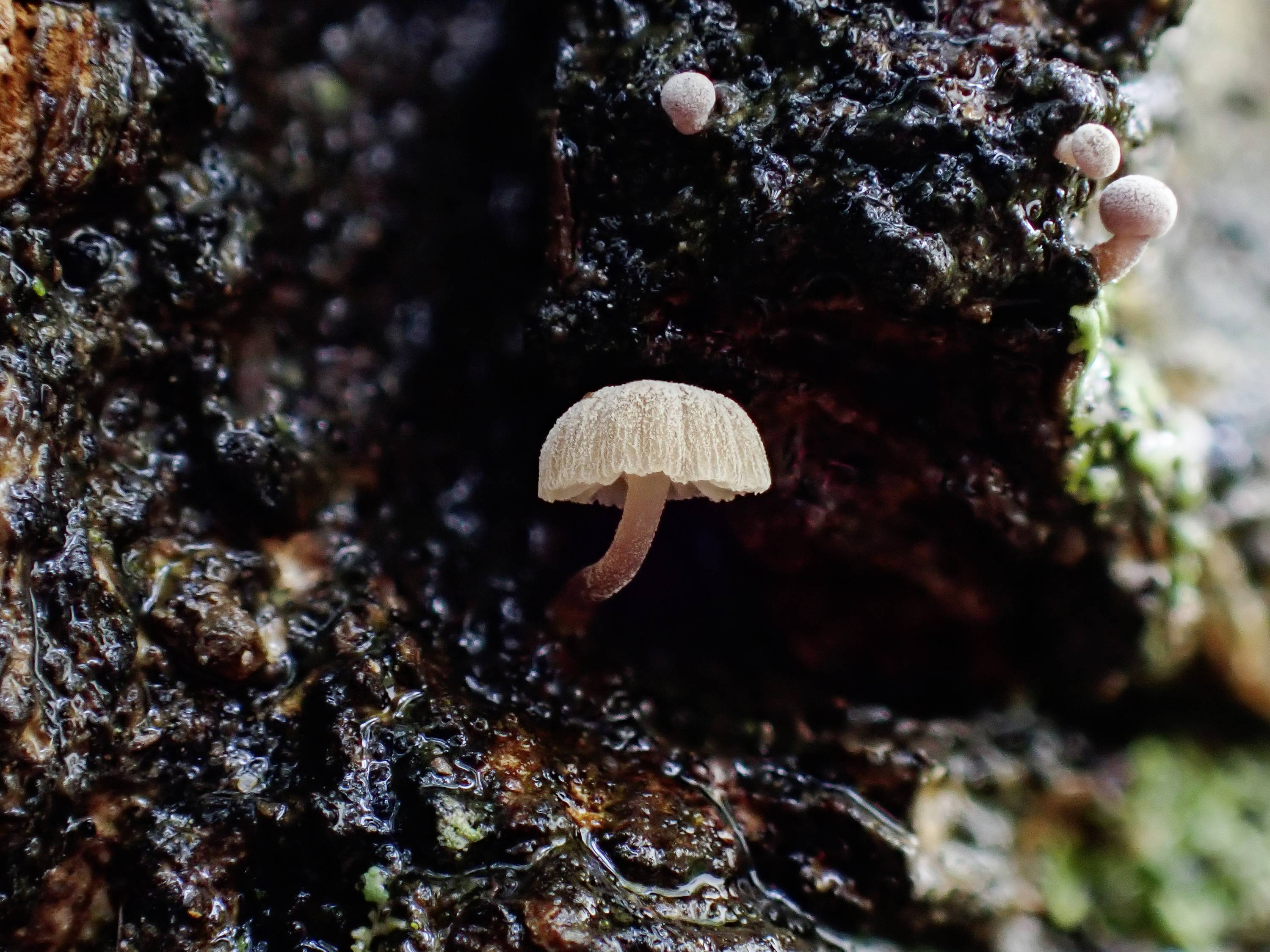 A small mushroom with a light brown cap grows on damp, dark wood. In the background, two small budding mushrooms can be seen.