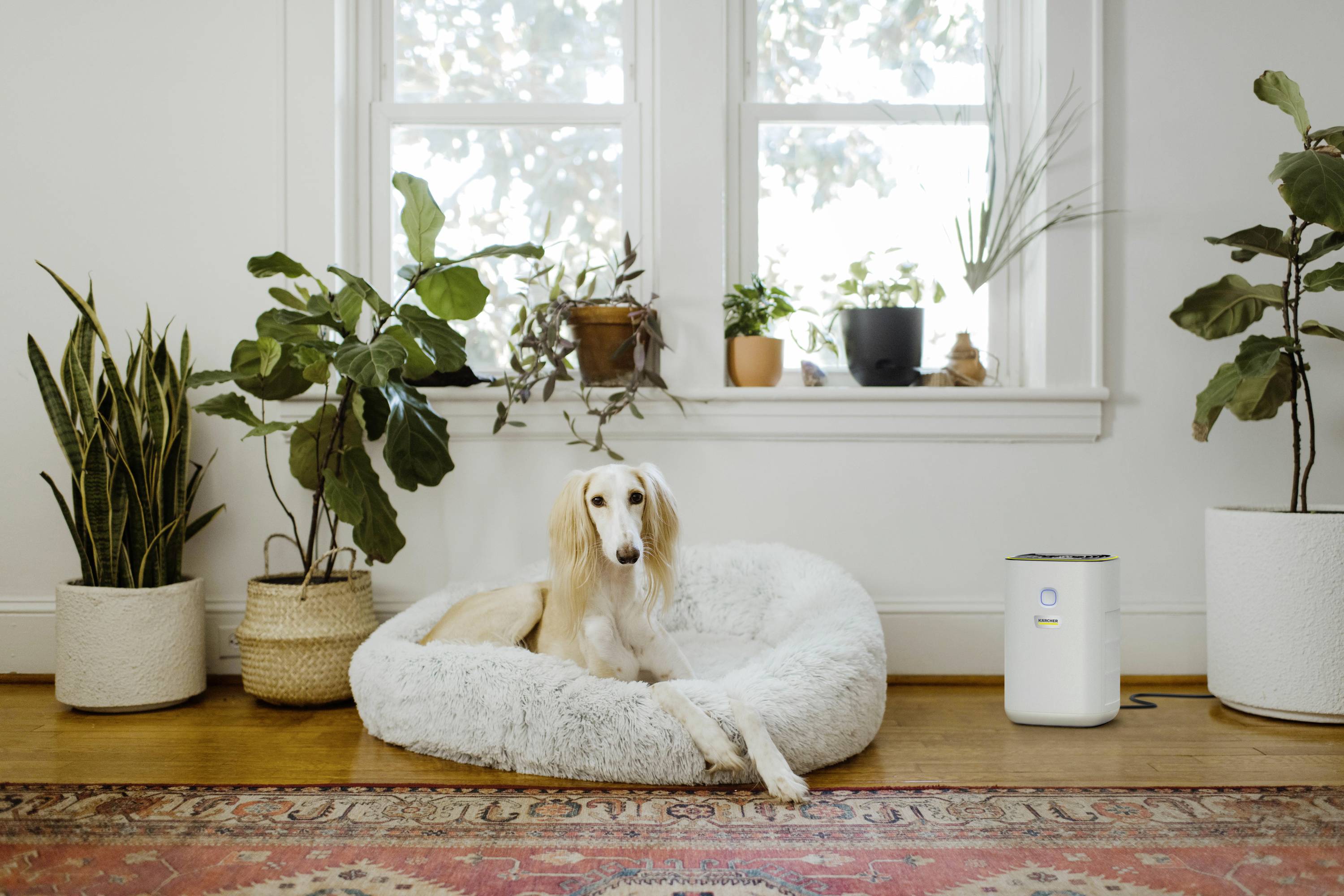 A dog is lying in a white, fluffy bed in front of a window, surrounded by houseplants.