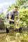A man is using a yellow submersible pump to drain water from a small pond in a garden. Surrounded by plants and trees.