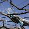 A person is pruning branches of a grapevine with an electric pruning shear against a blue sky.
