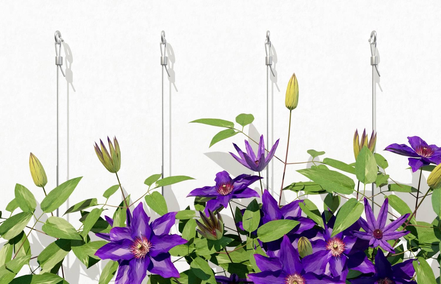 Lilac clematis blooms against a white wall, supported by climbing wires. The plant is lush and full of buds.