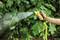 A hand is holding a yellow garden hose and watering large green leaves in a garden.