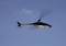 A black helicopter flies in the blue sky.