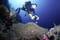 A diver is photographing corals and fish in a clear blue sea. Colourful coral reef structures are visible in the foreground.
