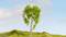 A heart-shaped tree stands alone on a green hill beneath a blue sky. A small figure walks along a path beside the tree.