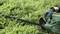 A person wearing gloves is trimming a hedge with an electric hedge trimmer. Green branches are visible in the foreground.