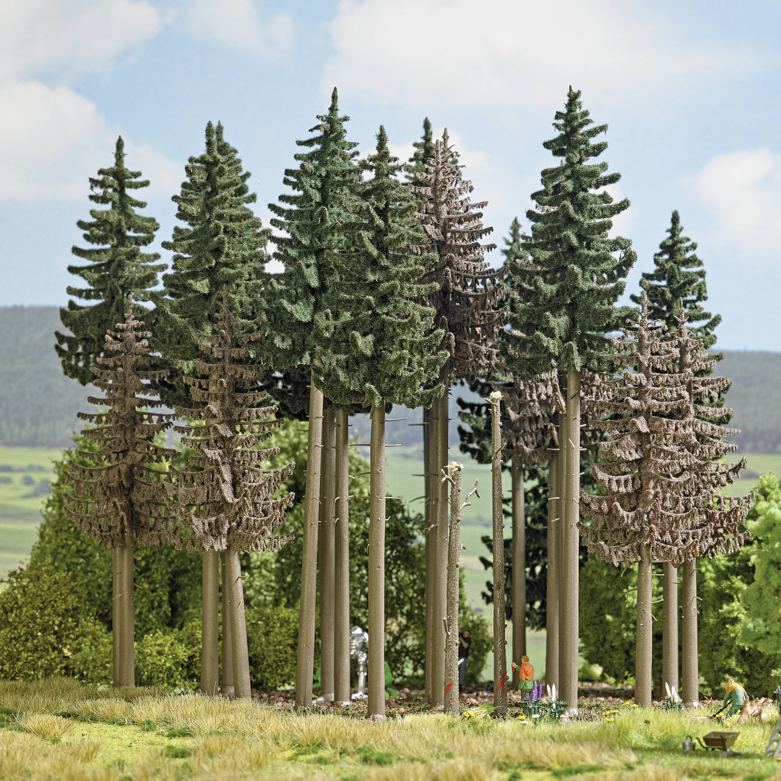 A group of tall, dense fir trees in a verdant landscape. People can be seen between the trees, suggesting a woodland walking scene.