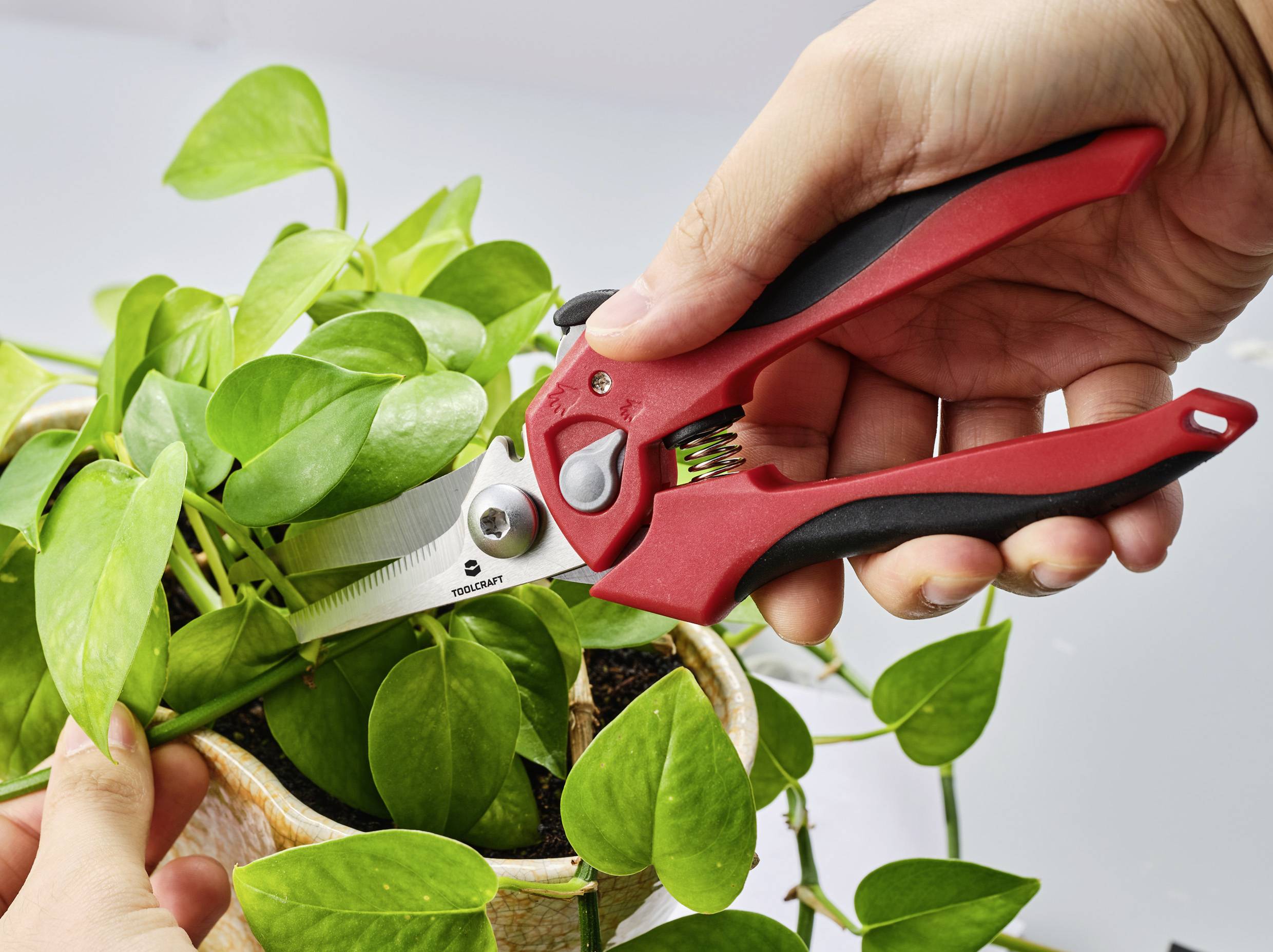 A person is trimming leaves from a plant in a pot using a red pair of hedge shears.