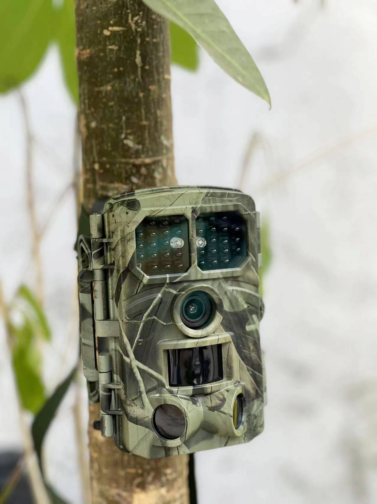 A camouflaged wildlife camera is attached to a tree. It is used to monitor animals in their natural habitat.