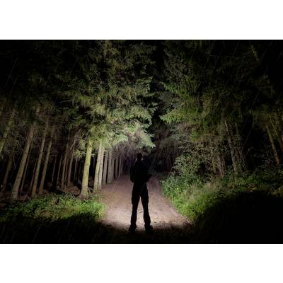 A person stands on an illuminated path in a dark forest, surrounded by tall trees. Rays of light pierce through the dense tree canopy.