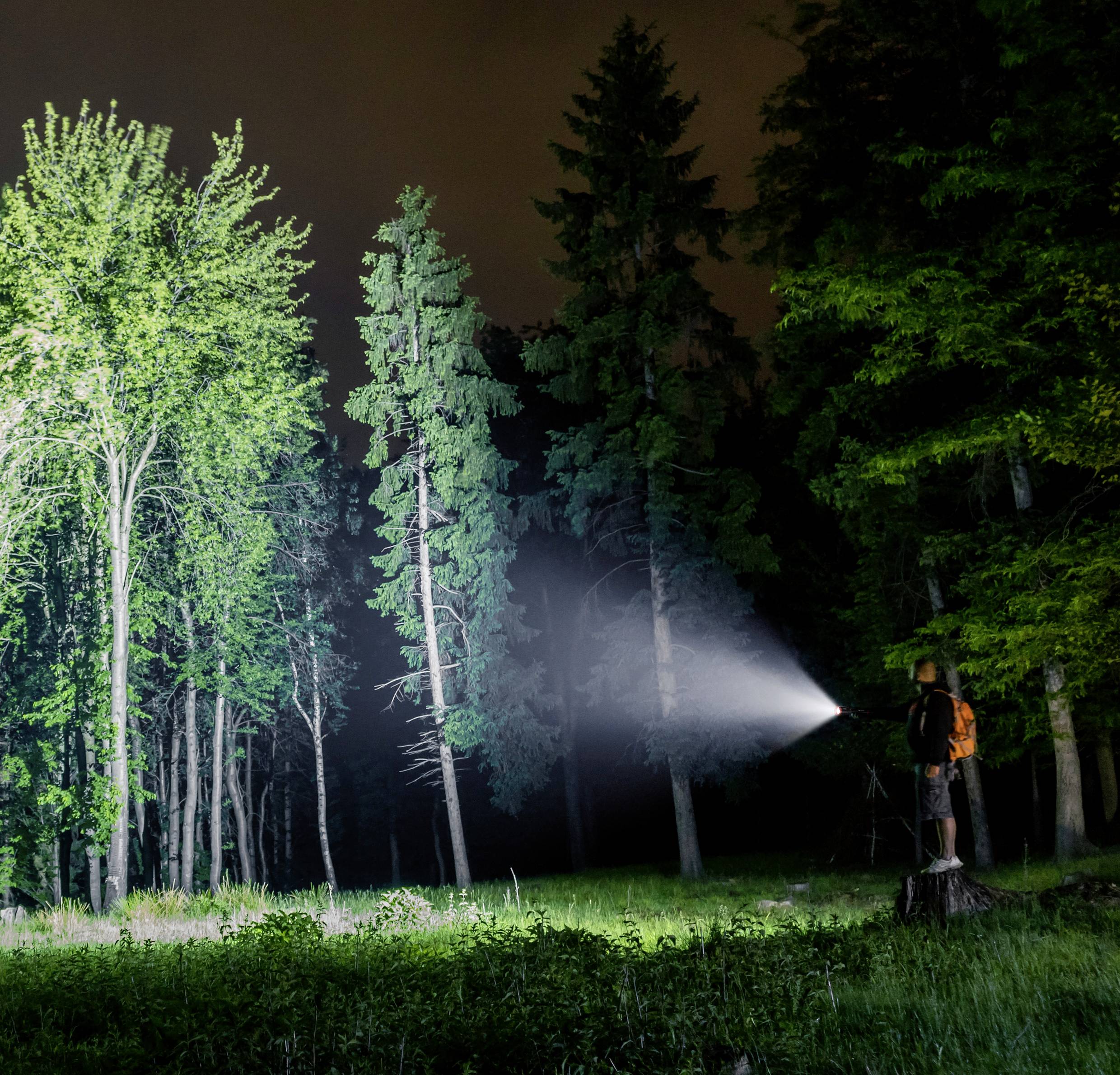 A person stands in a dark wood, shining a torch onto trees, illuminating part of the woodland.