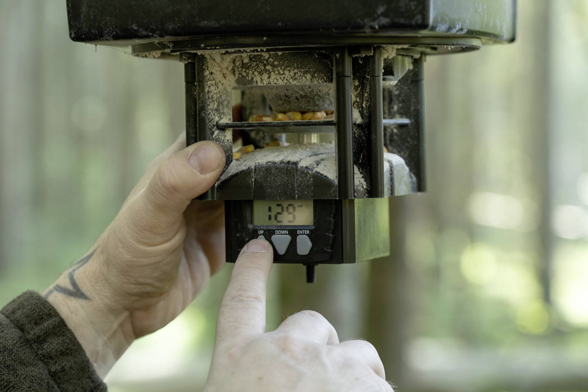A finger presses a button on a digital timer of a feed dispenser in the woodland, the display showing 12:29.