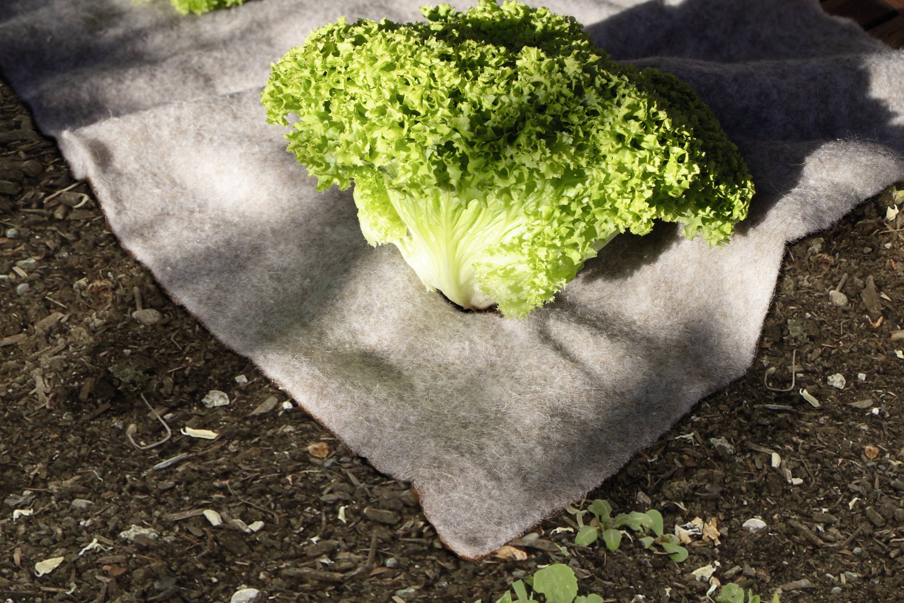 A green lettuce head is growing on a felt bed in bright sunlight. The earth is covered with small leaves.