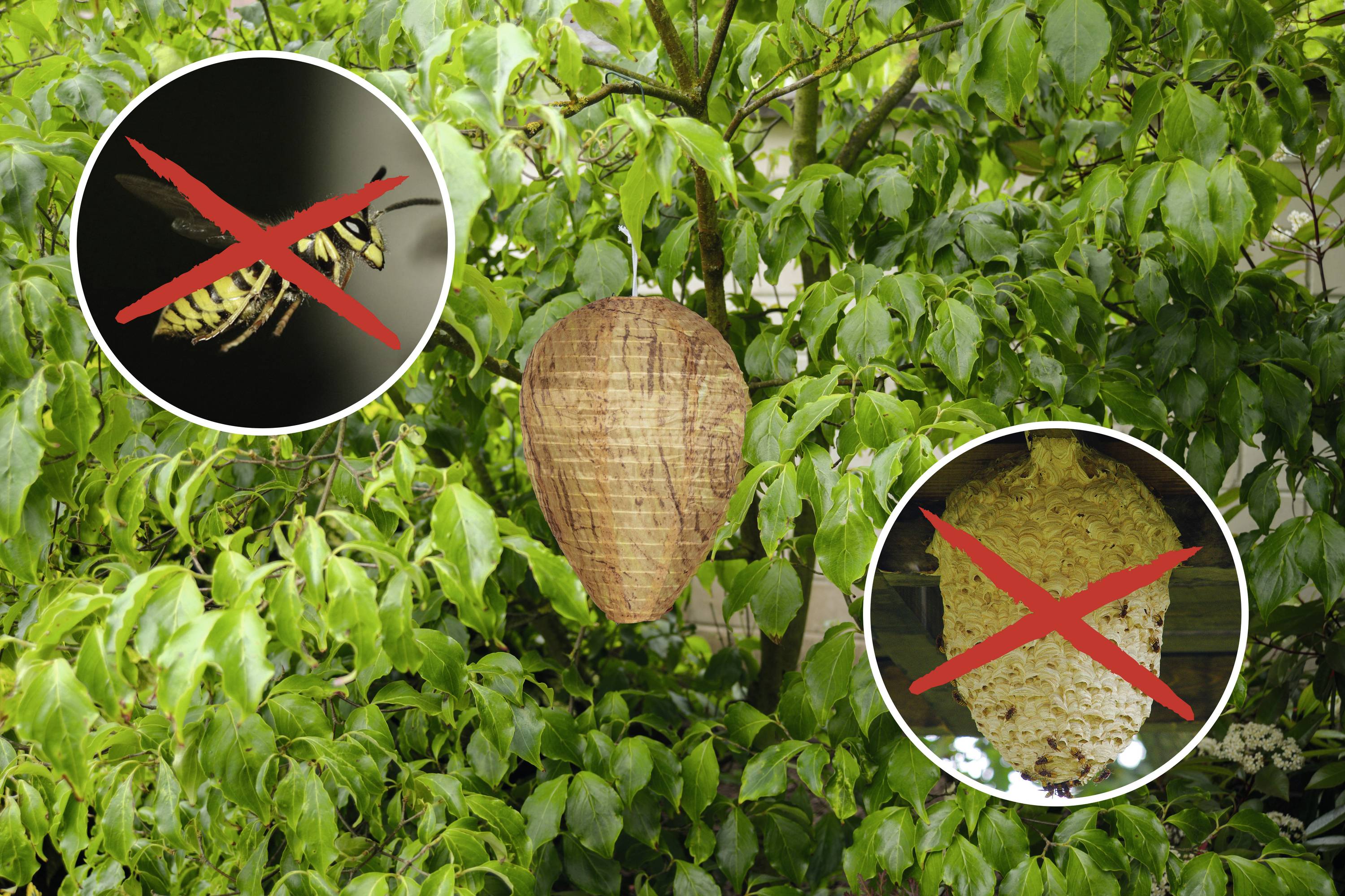 'This picture depicts a paper bag wasp nest decoy hanging in a tree, designed to deter wasps and hornets.'