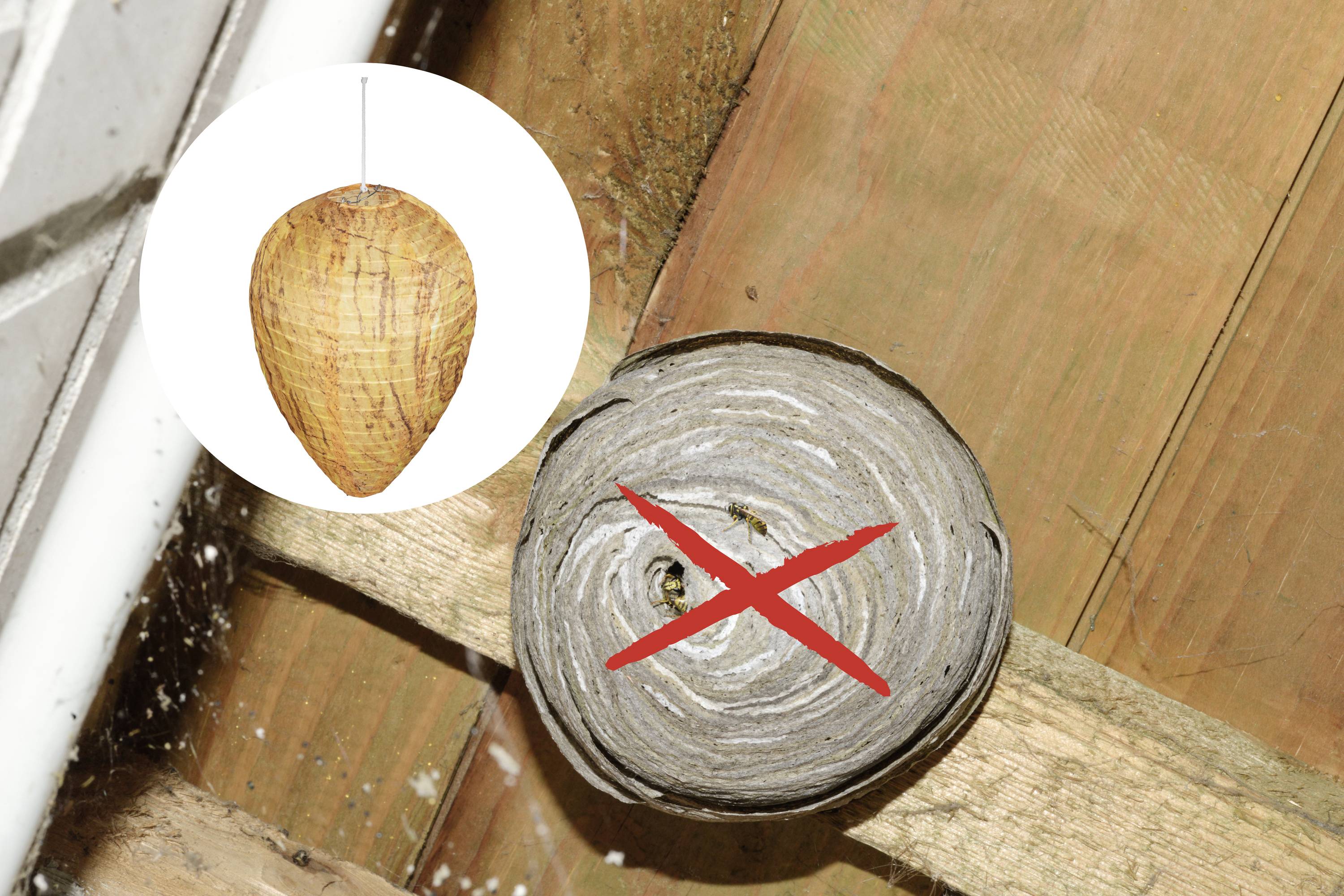 A wasp on a wooden beam next to a wasp nest with a red X above it. On the left is an image of a wasp trap.