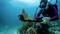 A female diver underwater is filming a coral reef with an action camera on a selfie stick. She is wearing a diving mask and breathing apparatus.