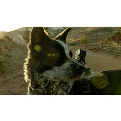 A black and white dog with a camera on its back looks attentively to the side. In the background, a mountainous landscape at sunset.