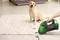 A dog sits on a rug while someone removes dirt from the floor with a small, green vacuum cleaner.