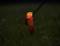 A glowing, orange camping lantern stands in a dark grassland, softly illuminating the surroundings.