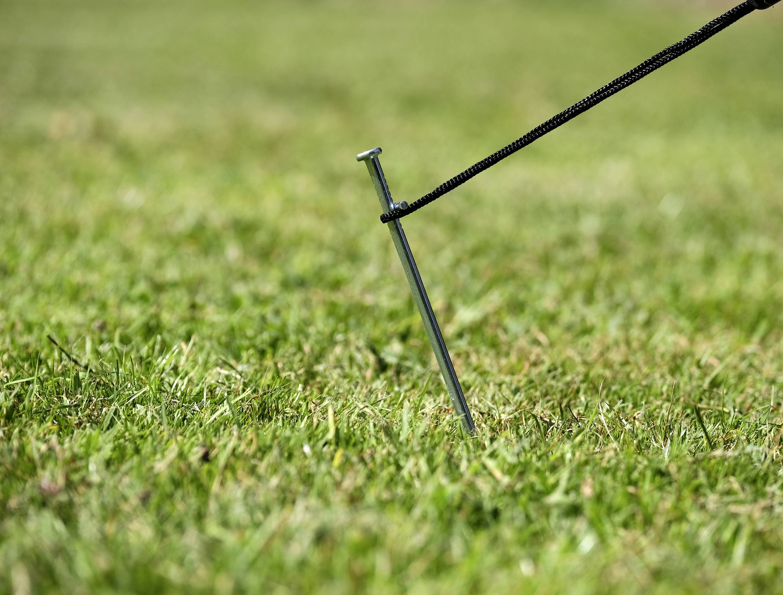 A tent peg is hammered into the lawn, with a taut guy rope attached to it.