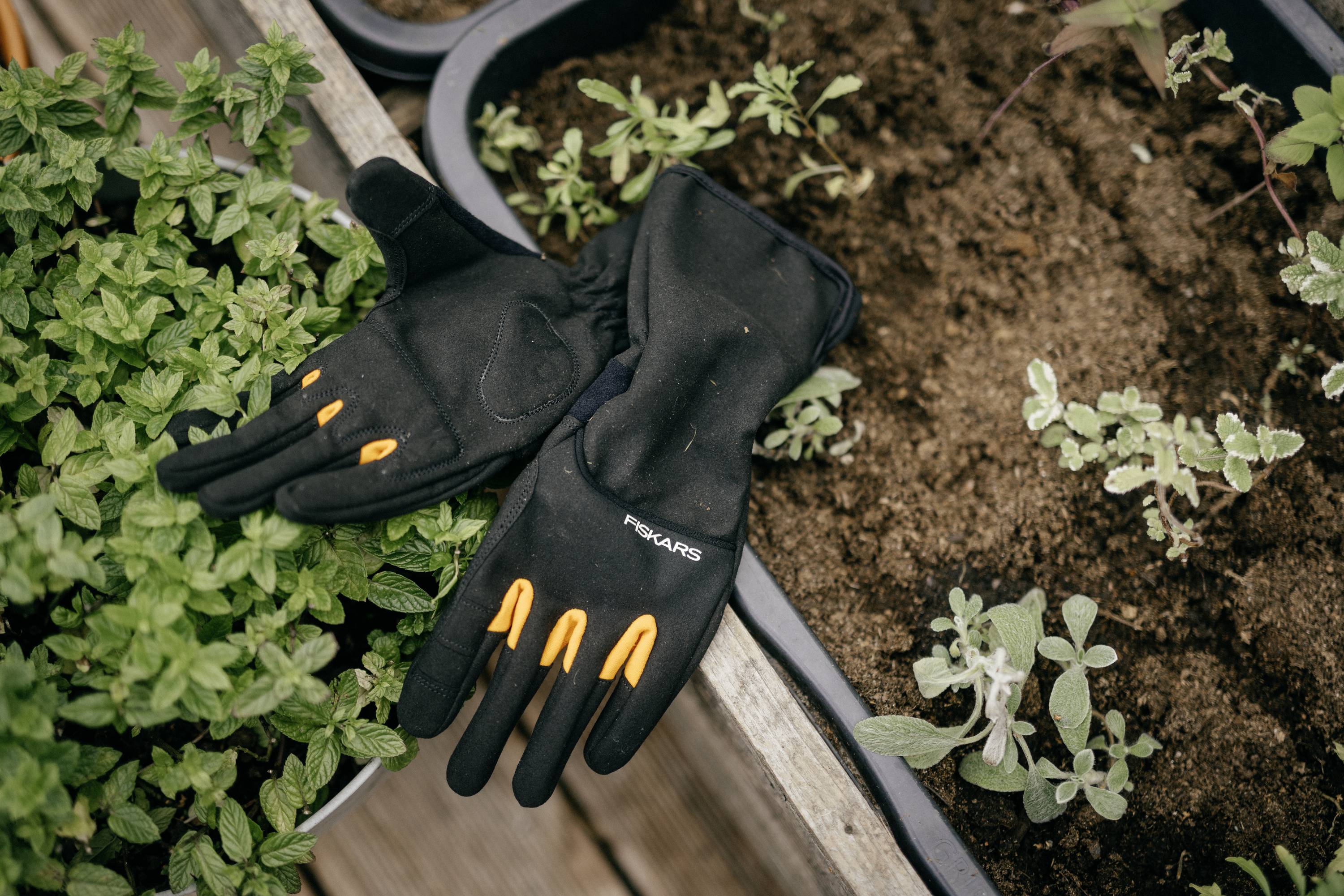 Black gardening gloves with orange details lie beside herb plants in a garden bed.
