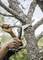 A person is cutting a tree-covered branch with a hand-operated pruning saw. The scene demonstrates the use of gardening tools.