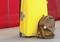 A yellow suitcase and brown rucksack are standing on a floor in front of a red wall, symbolising travel preparations.