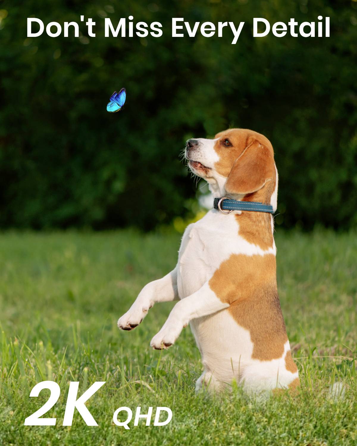 A Beagle sits in the grass, looking at a blue butterfly. The text 'Don't Miss Every Detail' and '2K QHD' are visible.