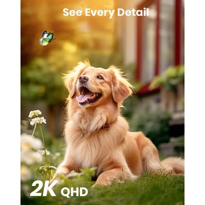 A dog sits in the grass and watches a butterfly. Text at the top: 'See Every Detail'. Bottom left: '2K QHD'. Sunlight in the background.<br><br>(Note: The translation is already in British English and matches the source text precisely.)