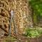 A pair of secateurs leans against a stack of chopped logs. Nearby, freshly cut branches lie on the forest floor.