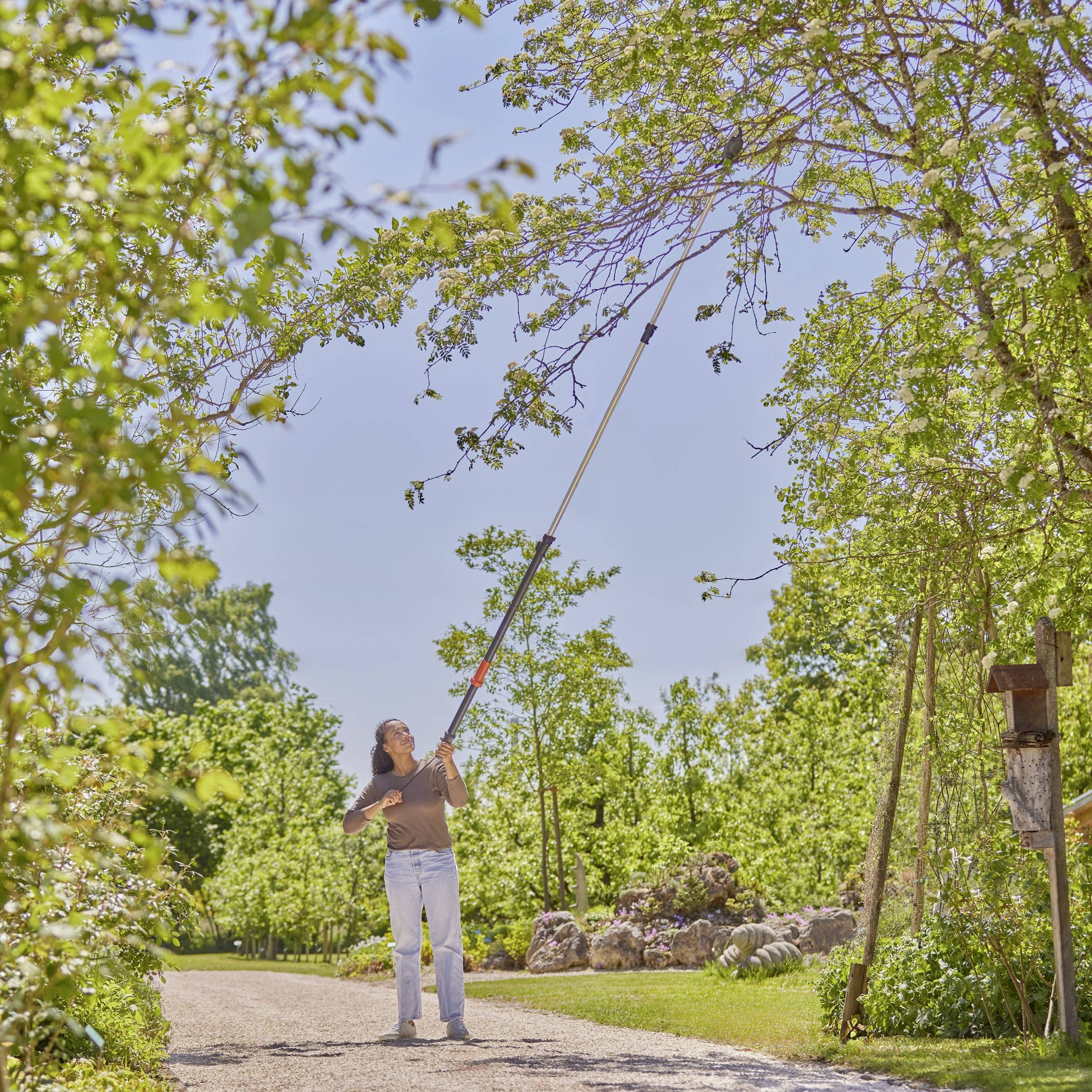 A man is pruning branches from a tree with secateurs in a sunny garden. Surrounded by green trees and a brilliantly blue sky.