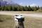 A small white drone sits on a wooden post in a woodland landscape with mountains in the background beneath a blue sky.