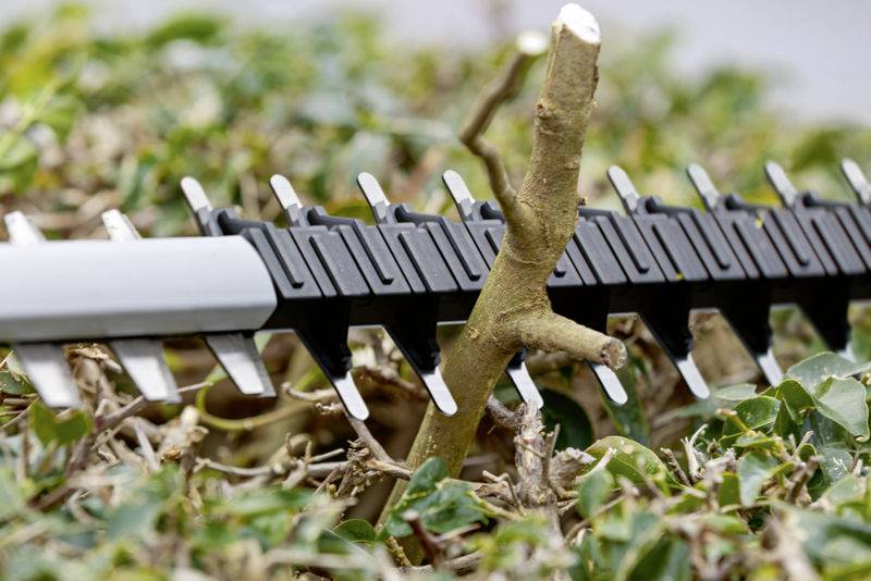 'Hedge trimmer cutting a thick branch of a bush. Focus on blades and branch. Background of green foliage and branches.'