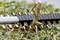 'Hedge trimmer cutting a thick branch of a bush. Focus on blades and branch. Background of green foliage and branches.'