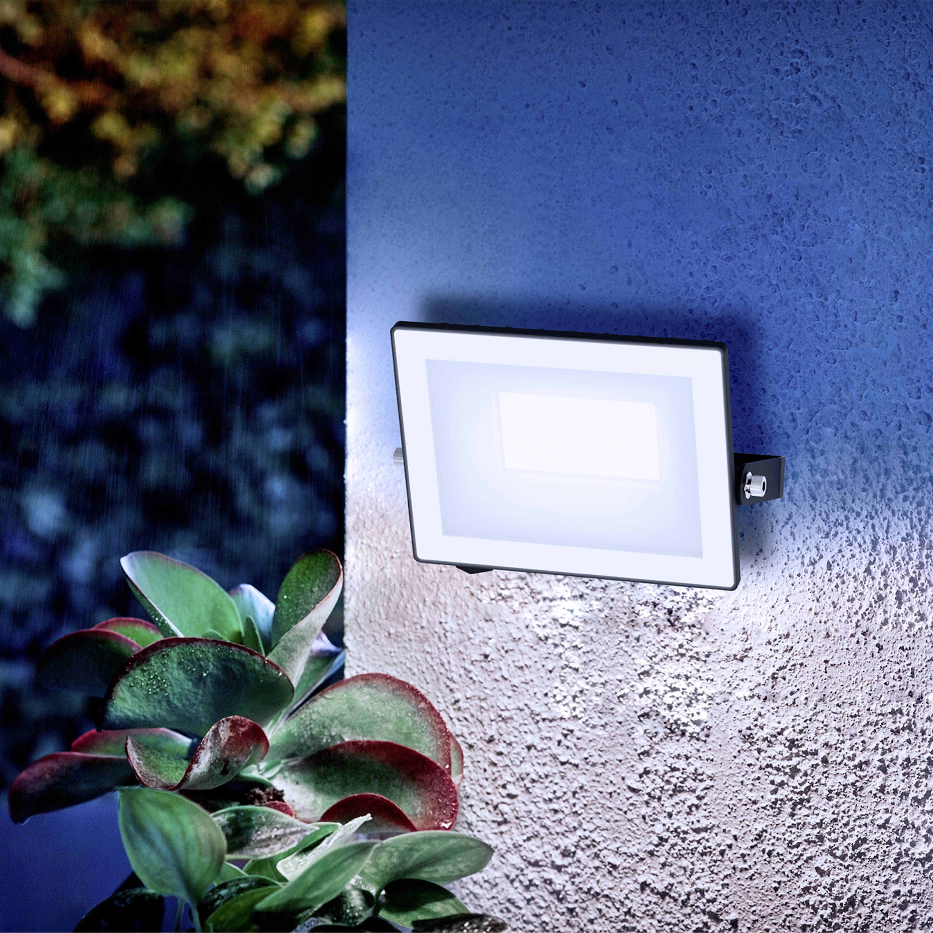 A rectangular outdoor light illuminates a wall, with several plants featuring broad, green leaves beside it.