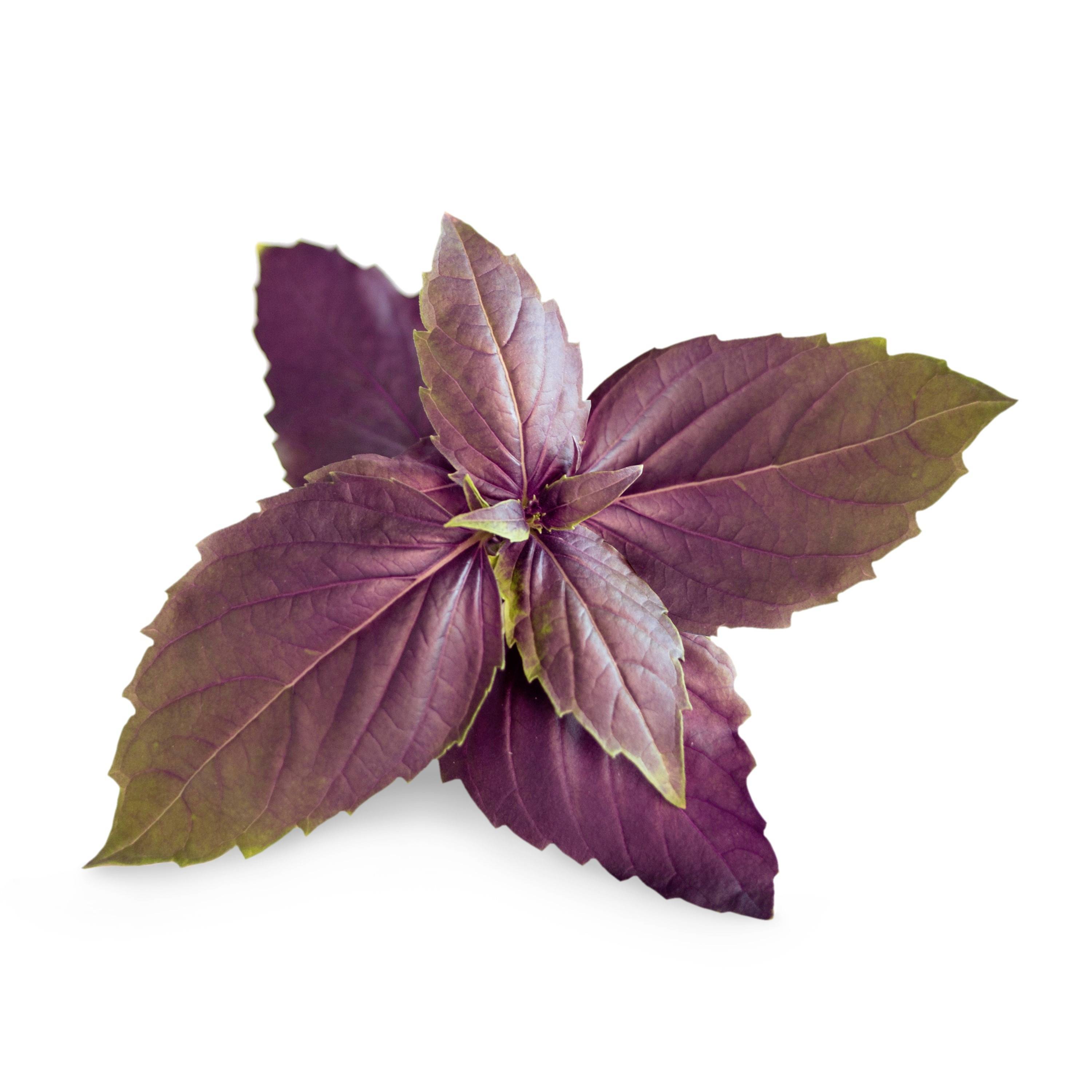 Veritable Indoor garden refill Lingot Violettes Basilikum - Organic 128 mm 1 pc(s)-1