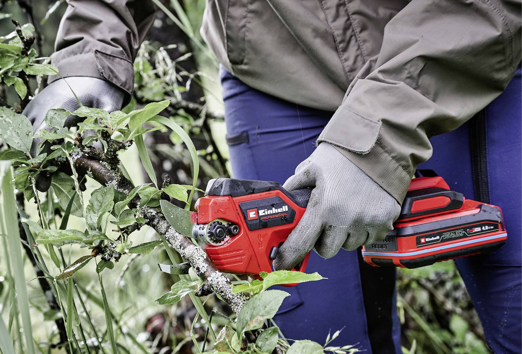 A person is cutting a branch in the garden with a red, cordless pruning shears. The person is wearing a jacket and work gloves.