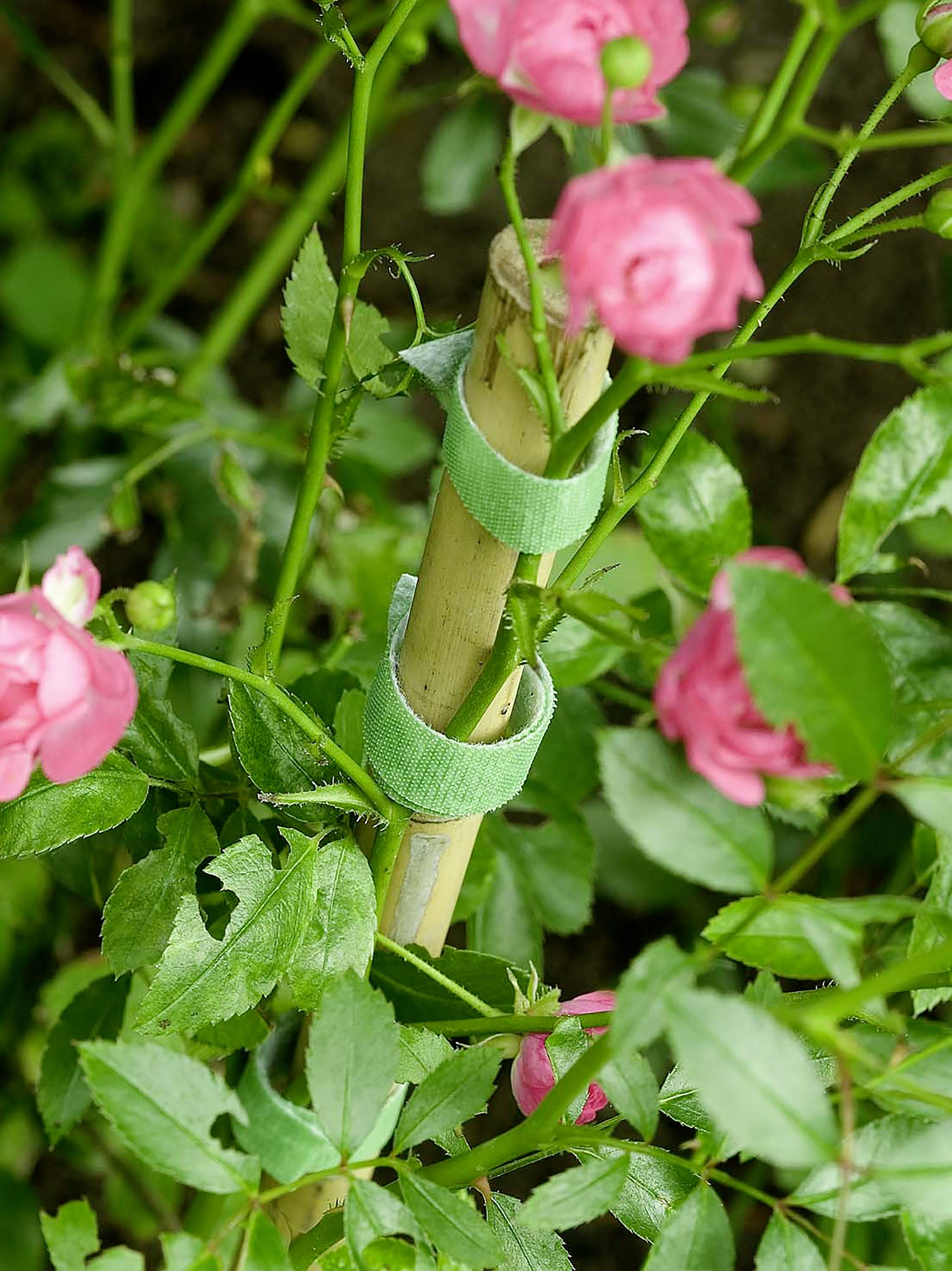 Rose bush with pink blossoms, supported by green ties to a bamboo cane.