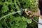 A person is watering plants with a garden hose, surrounded by lush greenery.