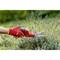 A hand wearing red gloves cuts lavender plants with a red garden secateurs in a green garden.