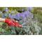 A person is cutting lavender with a red hand shears in a garden. The hand is wearing a red glove. In the background, purple flowers are blooming.