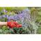 A hand wearing red gardening gloves cuts lavender with garden shears. In the background, purple flowers are in bloom.