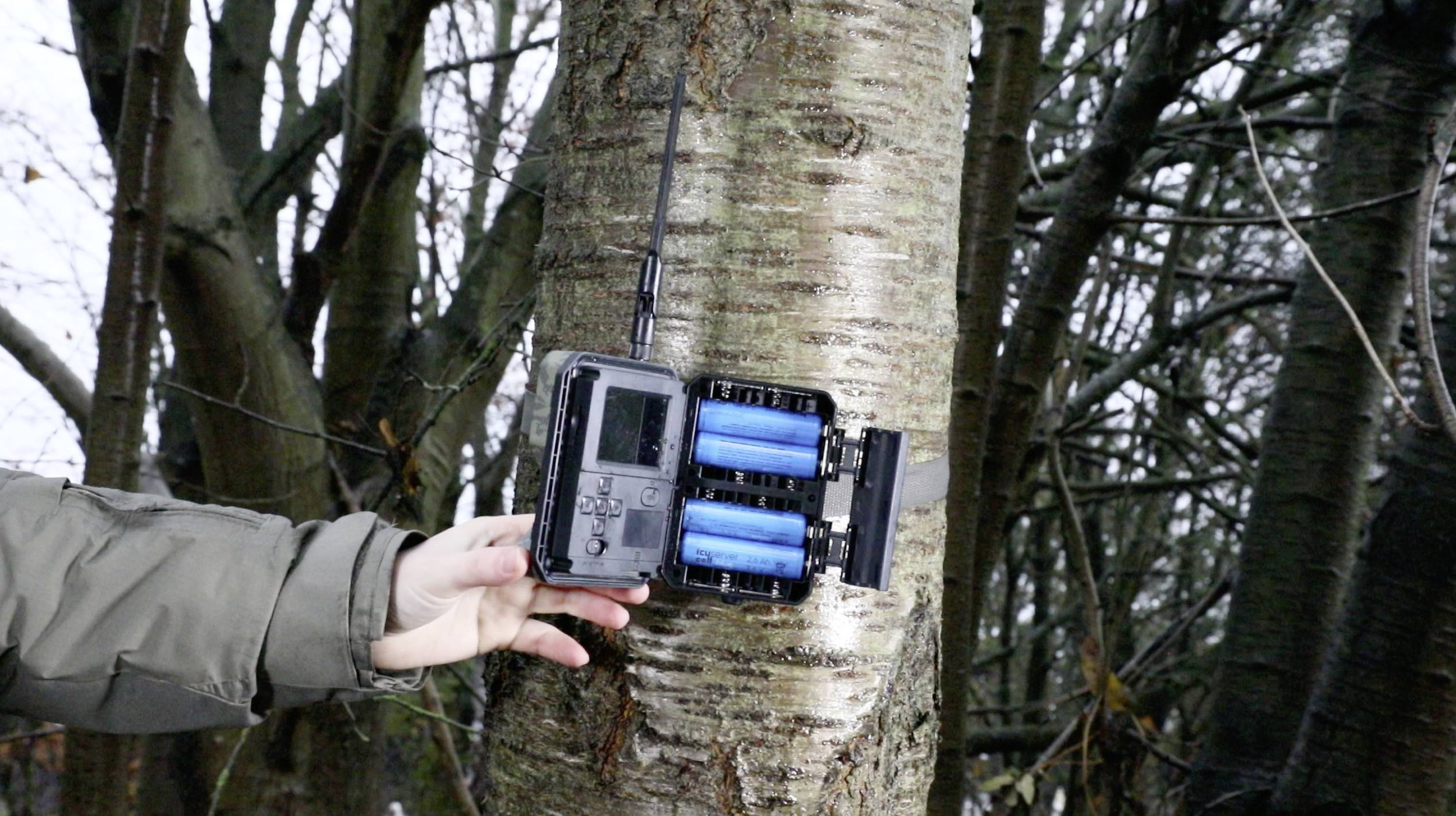 A hand is attaching a wildlife camera with an aerial to a tree trunk in a forest. The camera is powered by blue batteries.